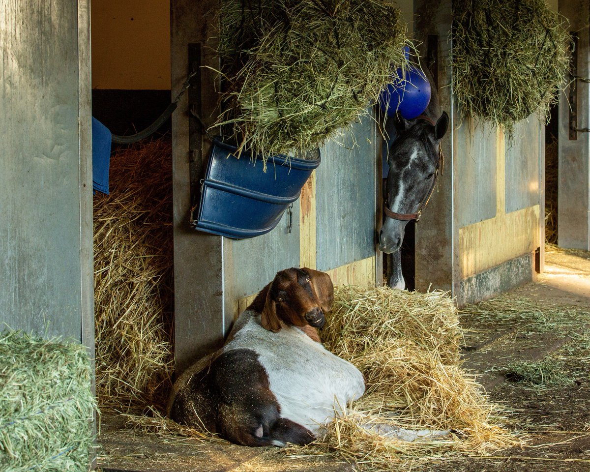 It's #nationalpetday! Did you know racehorses can have a 'pet' to keep them company? Gilbert is seen here keeping Maracuja company 🐐 📸 Jason Moran