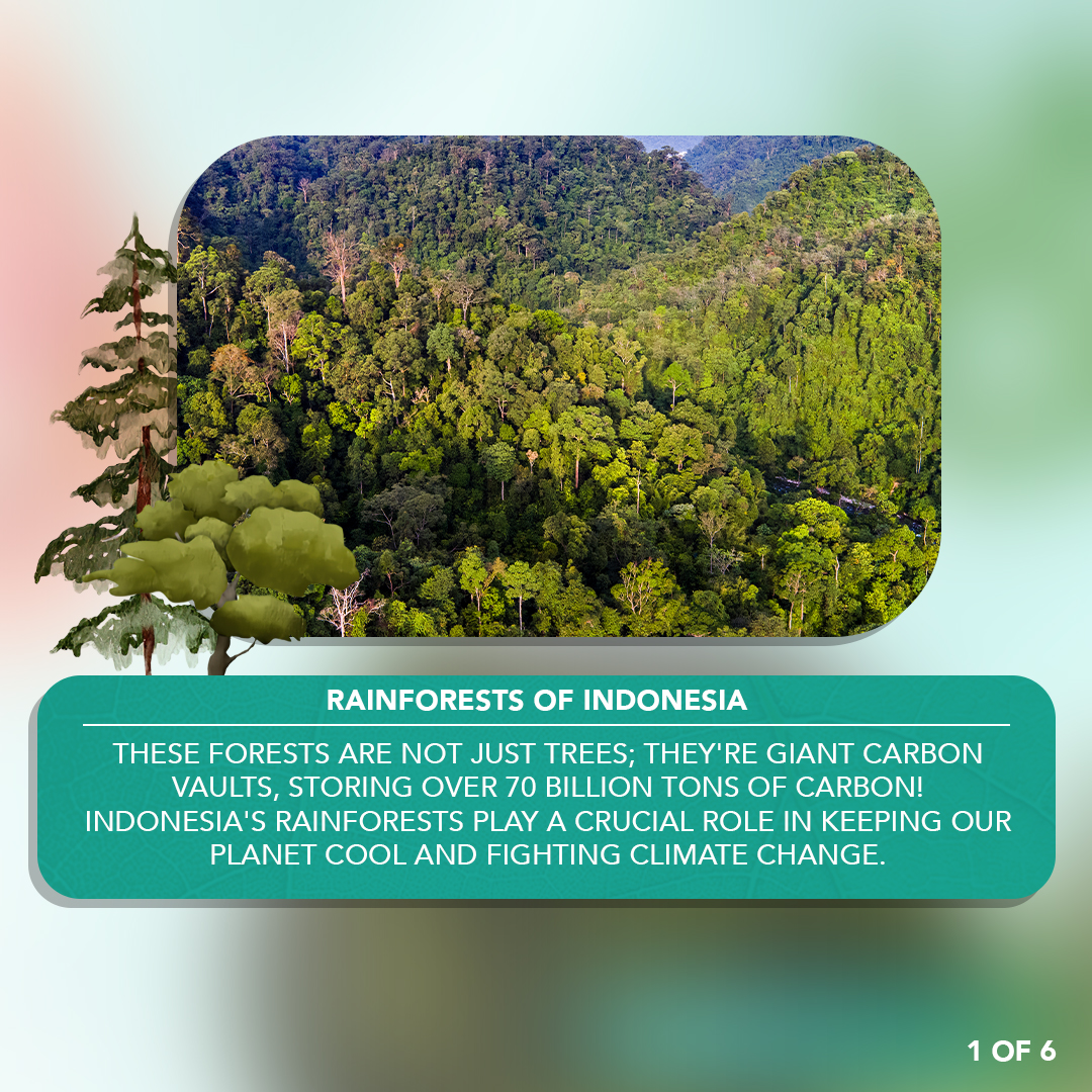 🌿🌎 Today, marvel at Indonesia’s lush rainforests, biodiversity havens and climate defenders. Canopy leads the charge to protect these crucial ecosystems, in pursuit of a #SustainableFutureForAll Stand with us for Indonesia’s forests. #LandscapesOfHope