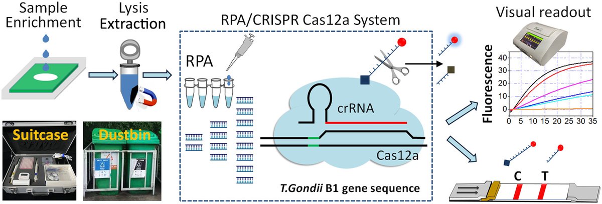 #TBT: RPA/CRISPR/Cas12a-Based On-Site and Rapid Nucleic Acid Detection of Toxoplasma gondii in the Environment, from Lei et al. Check it out! ➡️go.acs.org/8Ri