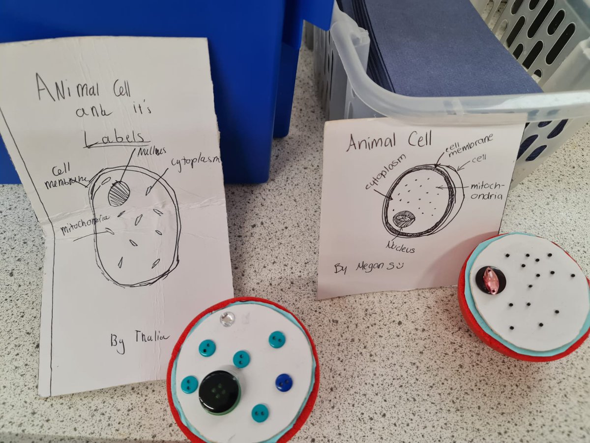 Some excellent models of plant and animal cells in Miss Darlingtons Year 9 class this week! Da iawn pawb!