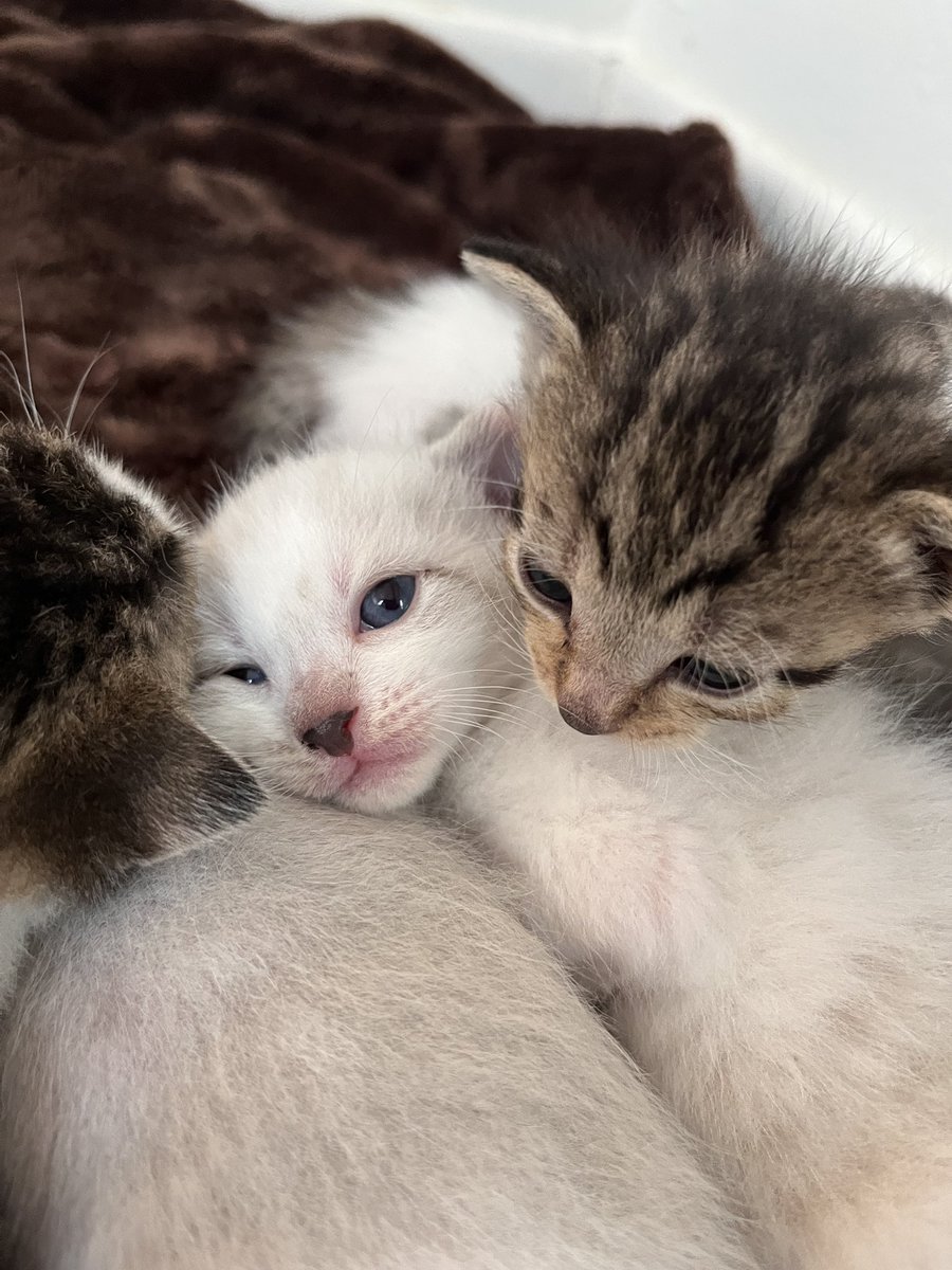 Comfy cozy 🥰

#fosterkittens