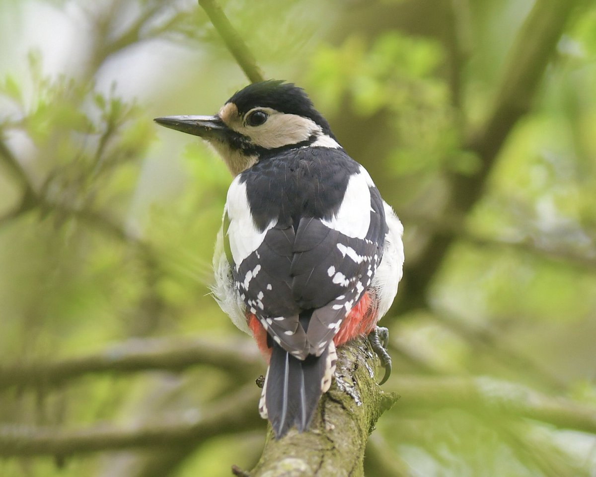 Great Spotted Woodpecker in Crystal Palace Park