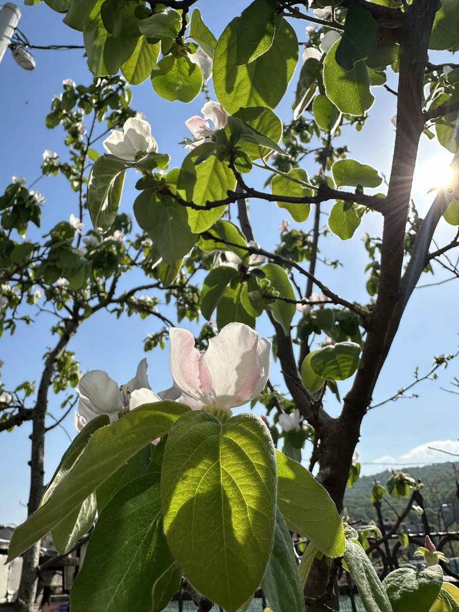 Ayva çiçek açmış, umarım hepiniz bunun anlamını biliyorsunuzdur