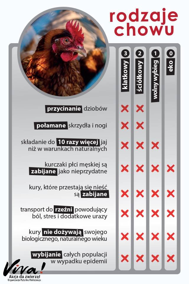 11 kwietnia dzień bez jajek! 📷Bez względu na rodzaj chowu zwierzęta narażone są na różnego rodzaju stres, cierpienie oraz odbiera się im podmiotowość. Poniższa grafika pokazuje różnice między hodowlą kur w klatkach a np. wolnym wybiegiem. Wszystkie zwierzęta hodowane na jaja…