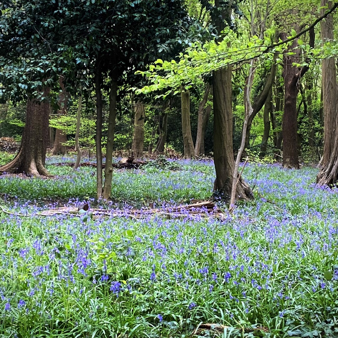 The vibrant bluebells are now in bloom in Highgate Wood! Now's the perfect time to enjoy this springtime magic ✨ Recently visited Highgate Wood? We'd love to see your photos! Tag us @colhighgatewood or #HighgateWood for your chance to feature 📸