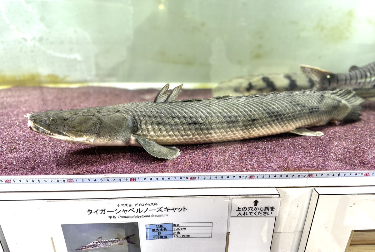 そういえばアクアやって25年、今まで買った魚で一番高額だ