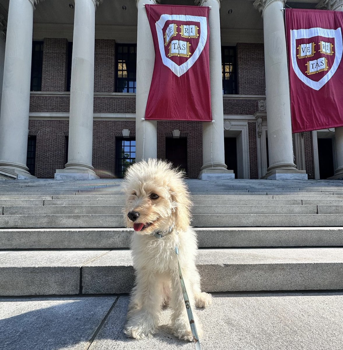 Cambridge is the paw-fect place to bring your furry friend 🐾 Tag your posts with #PictureCambridge and you could see yourself (or your pet!) on our page. 📷#PictureCambridge photo by: eleven11_cockapoo (Instagram) #NationalPetDay #CambMA #HarvardSquare