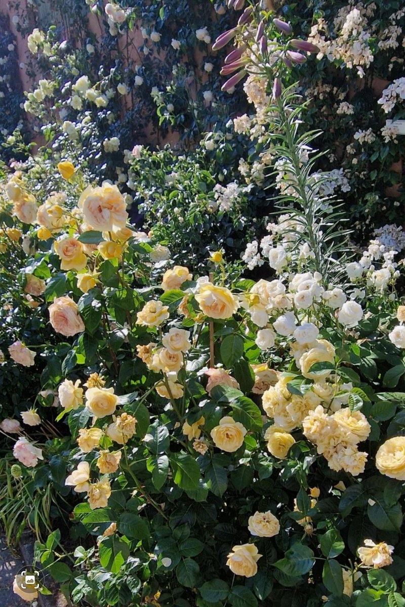 Love for Roses🌼🤍
Peace to all of you🤍
.
#angelasimonini #art #painter #artandroses #loveroses #loveforroses #englishgarden #summer #roses #rose #pinkroses #yellowroses #pink #yellow #oldroses #beautyofroses #beauty #vintageroses #vintage #rosebouquet #loveflowers #lovenature