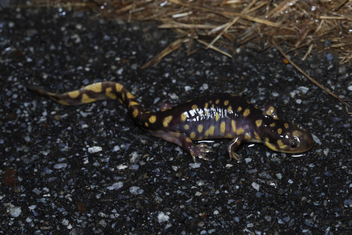 Some Eastern Tiger Salamander variation from a rainy late winter night in north Georgia. First two are males, last is a gravid female.