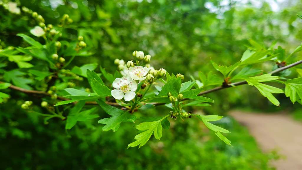 Early hawthorn flowers. Not long now!