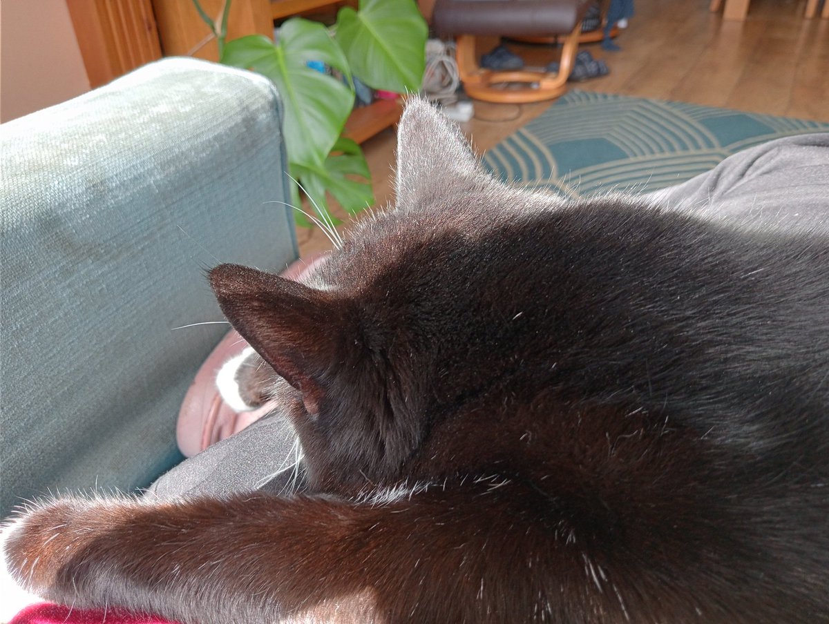 I've got some washing up and cleaning to do, but I'm sat in my favourite chair with the sun on my back and a cat on my lap and I don't want to. #internationalpetday