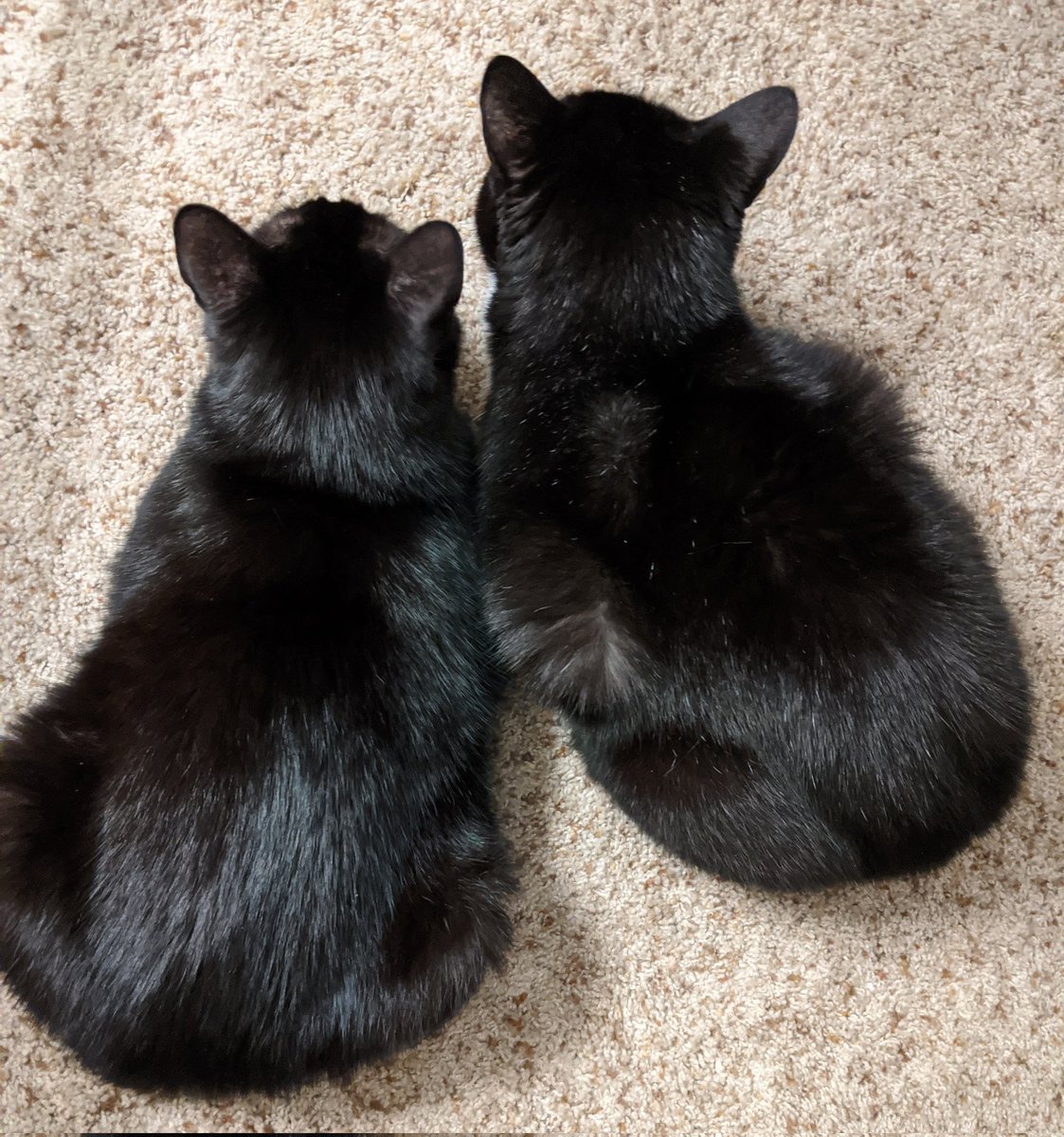 That time the boys looked like twins even though Fred🌈 was a #tuxiecat. #ThrowbackThursday #CatsOfTwitter #CatsOnTwitter #CatTwitter #CuteCats #blackcats #tuxiecats #seniorcats #panfursquad #moggies #RescueCats #CatsOfX #CatsOnX #housecats #cats #voidcats #memories