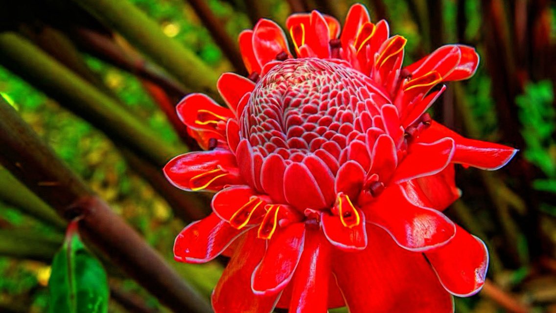Red Torch #Ginger growing in #Dominica, Eastern #Caribbean. #nature #island #naturelover #islandvibe #flower #flowers #garden #flowerpower #flowerphotography #beautiful #NaturePhotography #TwitterNatureCommunity #naturepic #natureshot #picoftheday #macrophotography #photography