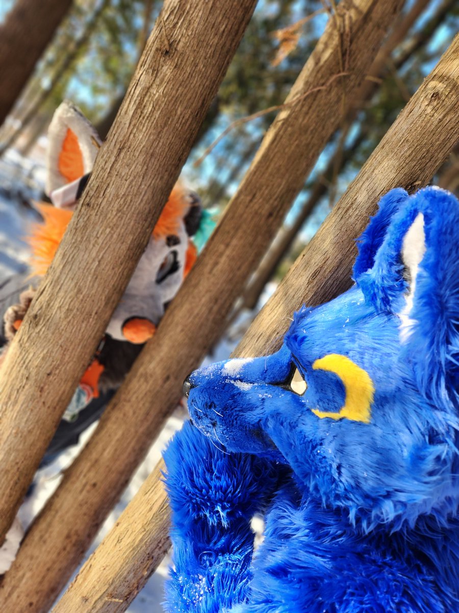 Shine your light,
It's your day and the world is waiting!

🧡 <a href="/RileeTheWolfie/">RileeTheWolfie ➡️ out of spoons 💜🤍🩶🖤</a> 
📷 <a href="/ClownyFluffz/">ClownyFluffz🔜F2</a> 

#FursuitEveryday #furryfandom #fursuit #furry