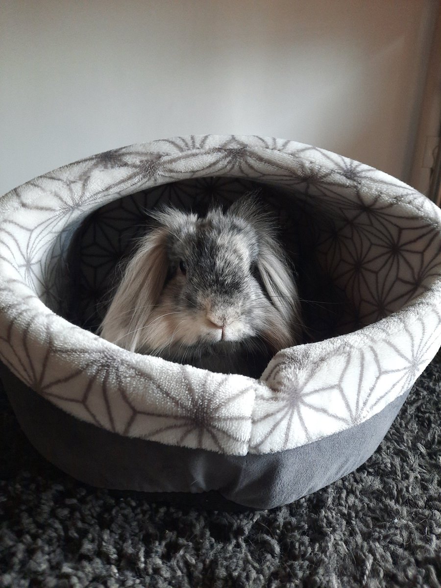 Irissae16's tweet photo. @Orto_Faunisse Balin te soutient ! 🐰 https://t.co/vRr0WyQfvr