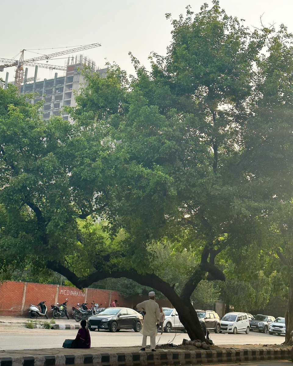 Under the tree, two lives… Delhi Arbor, Asaf Ali Road, Somewhere in April