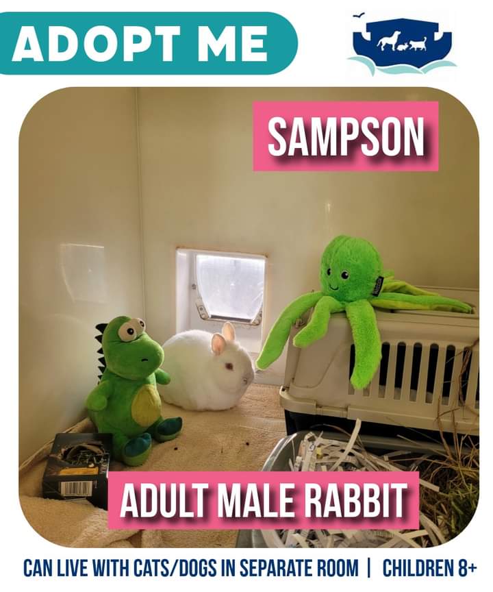 Our little cutie Sampson is looking for his forever home! The staff at the Ark have fallen in love with him and his funny personality. He can be found spending a lot of his time with his stuffed dinosaur friend! #rabbit rspcasolentbranch.org.uk/sampson/