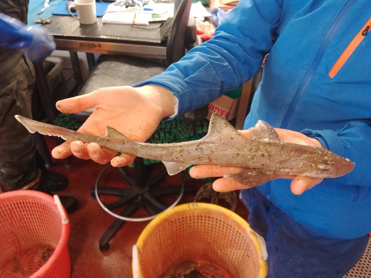 Nice selection of vertebrates onboard @sos_bangor_uni RV Prince Madog research cruise in Welsh waters