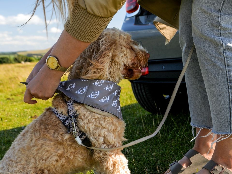 NewcastleMINI's tweet photo. Happy National Pet Day! 

Here at Lloyd MINI, we love to see your furry besties enjoy their adventures out and about with you and your MINI. So don't forget to snap a pic and share your next adventure with us! 📸🐾

#nationalpetday #MINI https://t.co/MCDHW8a934