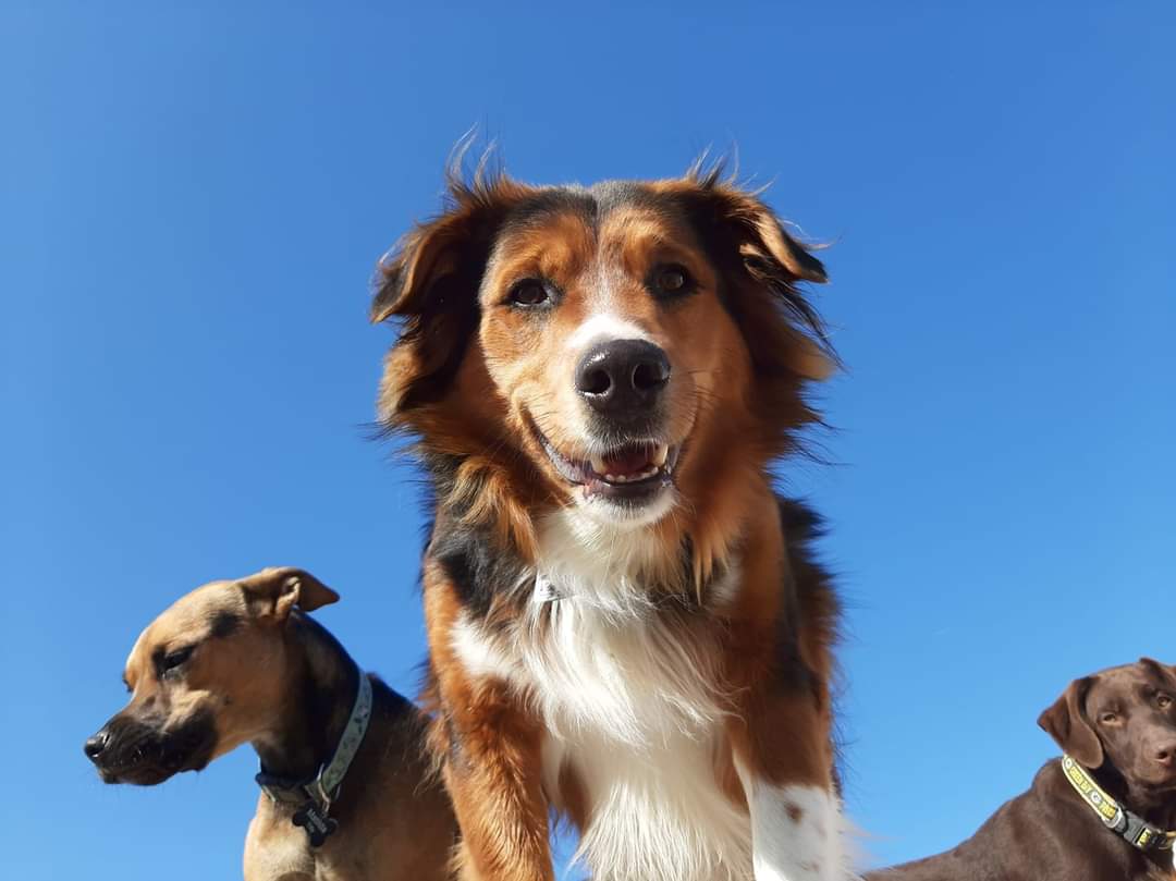 Baxter McGee says 'Howdy' to all. #NationalPetDay2024 #pets #dogs #dogsarelove #animals #PetDay