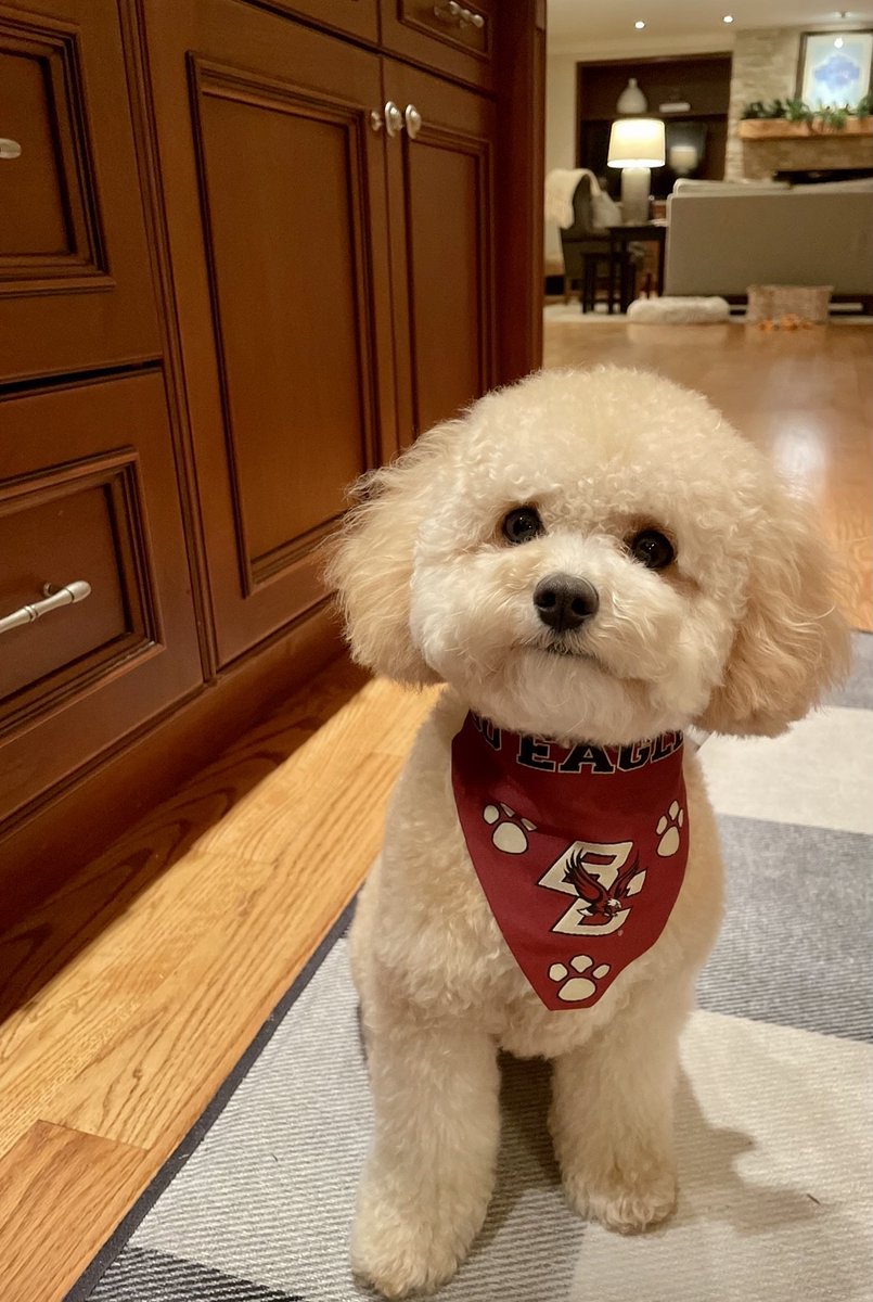 This dog on #NationalPetDay + @BostonCollege gear = 😍 Photo: Riley Davis '24