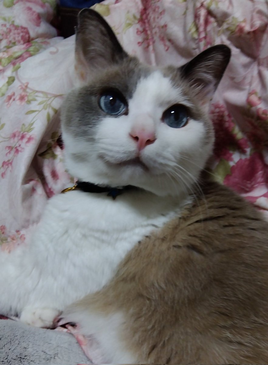 猫好きさんに感謝