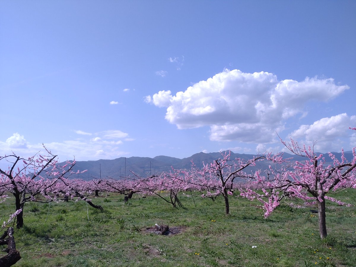 山梨県の春と言えばコレ🍑
相変わらず奇麗だなぁ。。