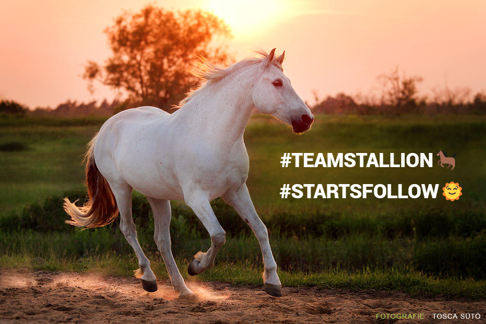 #TEAMSTALLION🐎 #STARTSFOLLOW🌞 @italianostyle2 @florchicana @Da__Eliz @louzival2011 @BrettMGWV @GRAHAM15583070 @Oce_2520 @andreawan_ @morgan2k21 @S2_CarlaS2 @papiko7890 @Sabina78621 @Rullyez1 @SOBATSETIA_NKRI @Baloch_786_ @dreams_Bcn @Casbear7 @doc_mazz @Lilli_fb