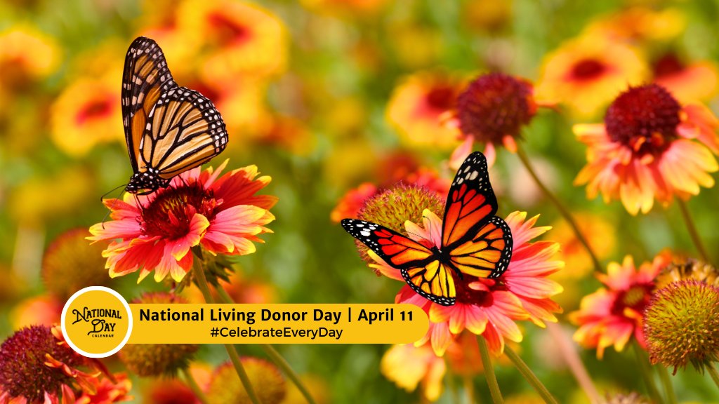 National Living Donor Day on April 11 celebrates and honors the brave people who step up and save lives by donating their living organs and tissue to heal those in need!
nationaldaycalendar.com/national-day/n…
#CelebrateEveryDay #NationalLivingDonorDay #LivingDonorDay