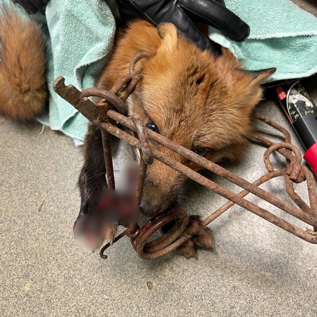As the only wildlife hospital in the NOVA area, we rely on many other organizations to get orphaned, injured, & ill wildlife to us for treatment from various locations. Big thanks to the @AWLAArlington for responding to a call about a fox in distress with a trap on his neck.