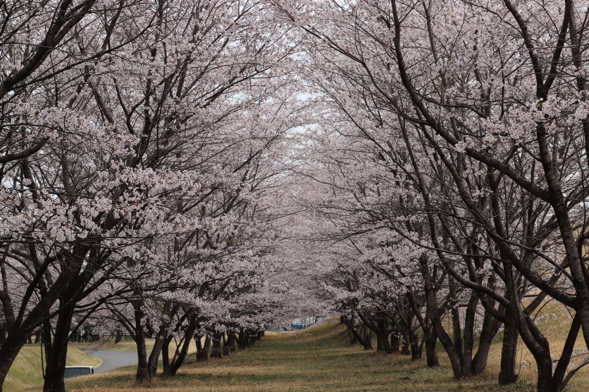 相馬原駐屯地及び相馬原飛行場の桜が見ごろを迎えました。４月１３日（土）に相馬原飛行場において記念行事を行います。＃桜 と ＃記念行事 をお楽しみください。皆様の来場お待ちしております。 ＃第１２旅団