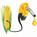 THE BIOFUEL CHALLENGE    Crops like corn, sugarcane, canola and soybeans can be used as a food source or as a biofuel to add to gasoline and diesel fuel.  For farmers it is hard to determine future demand.  Biofuel production is being subsidized by governments which means long…