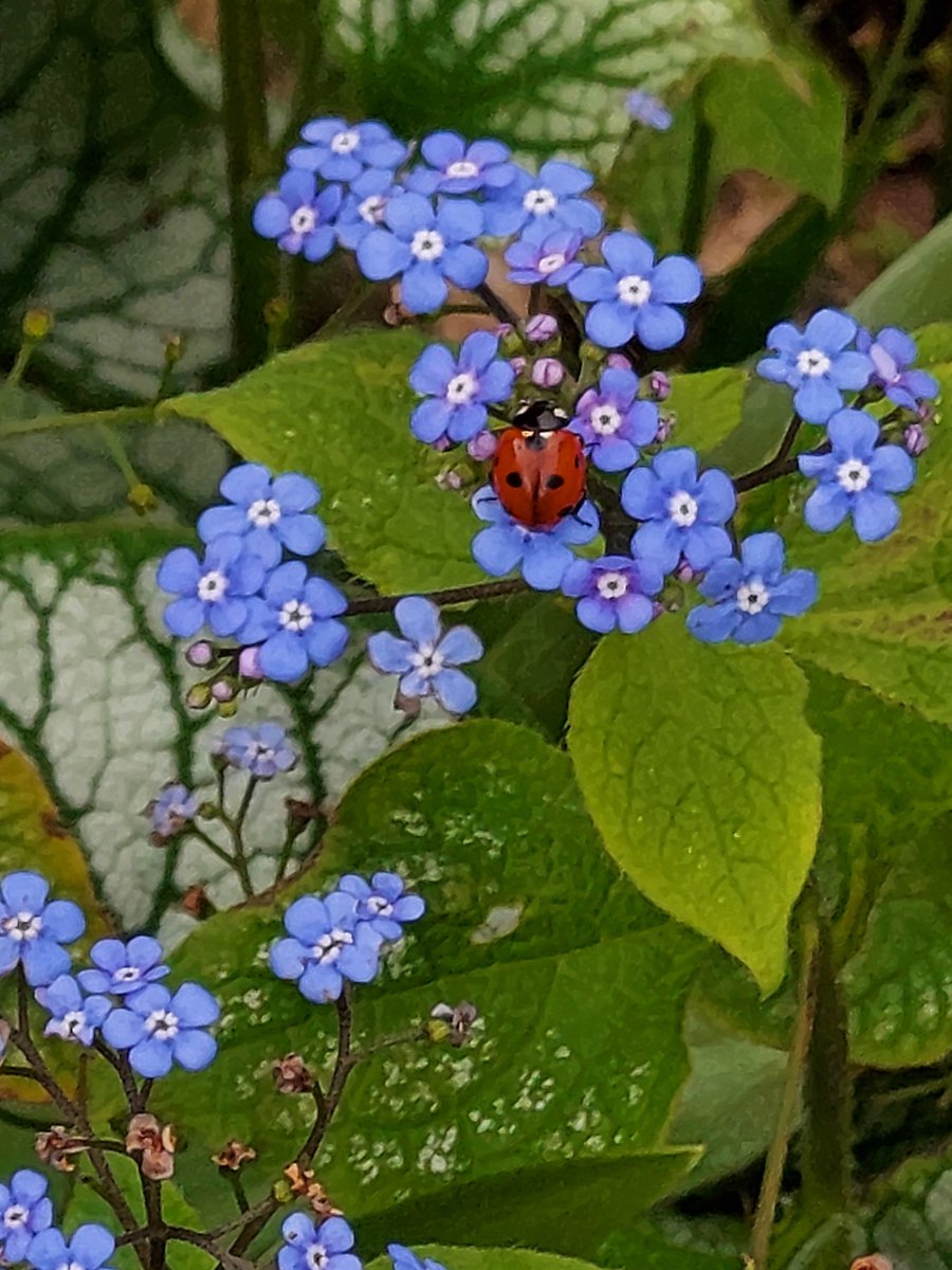 Brunnera with ladybird