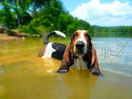 Basset Hound tweet media