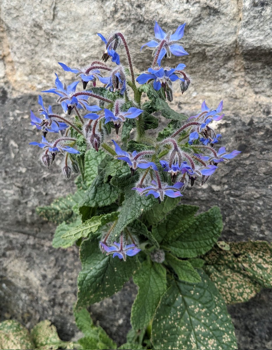 Borage and buddleia growing as pavement plants. It makes me sad when people complain about 'weeds' growing at the edge of pavements. Why would you want bare tarmac or concrete instead of plants? Even worse is when they're sprayed with herbicide, leaving their sad, dead remains.
