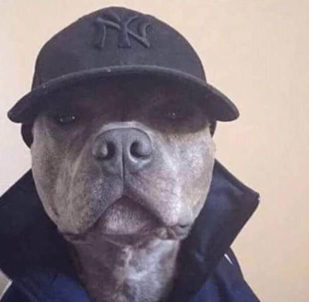 cockfy's tweet photo. @chillimnotacop @ReallyBadAcc Its most definitely real chat https://t.co/cYdp4PRYU2