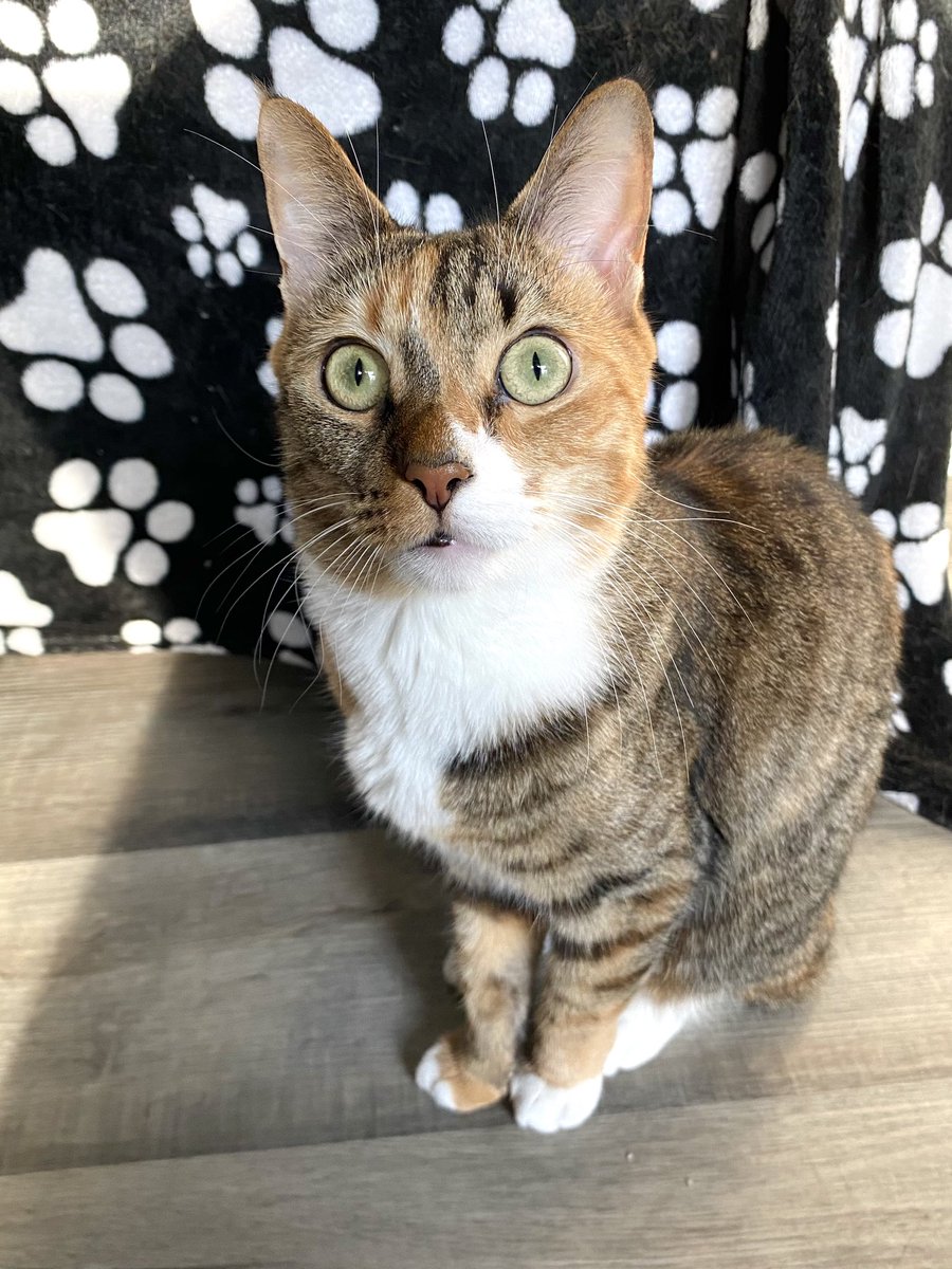 Calypso is looking more like Marm each day… look at that classic wide eyed stare! 😸 #NationalPetDay2024 #Cats #PetDay