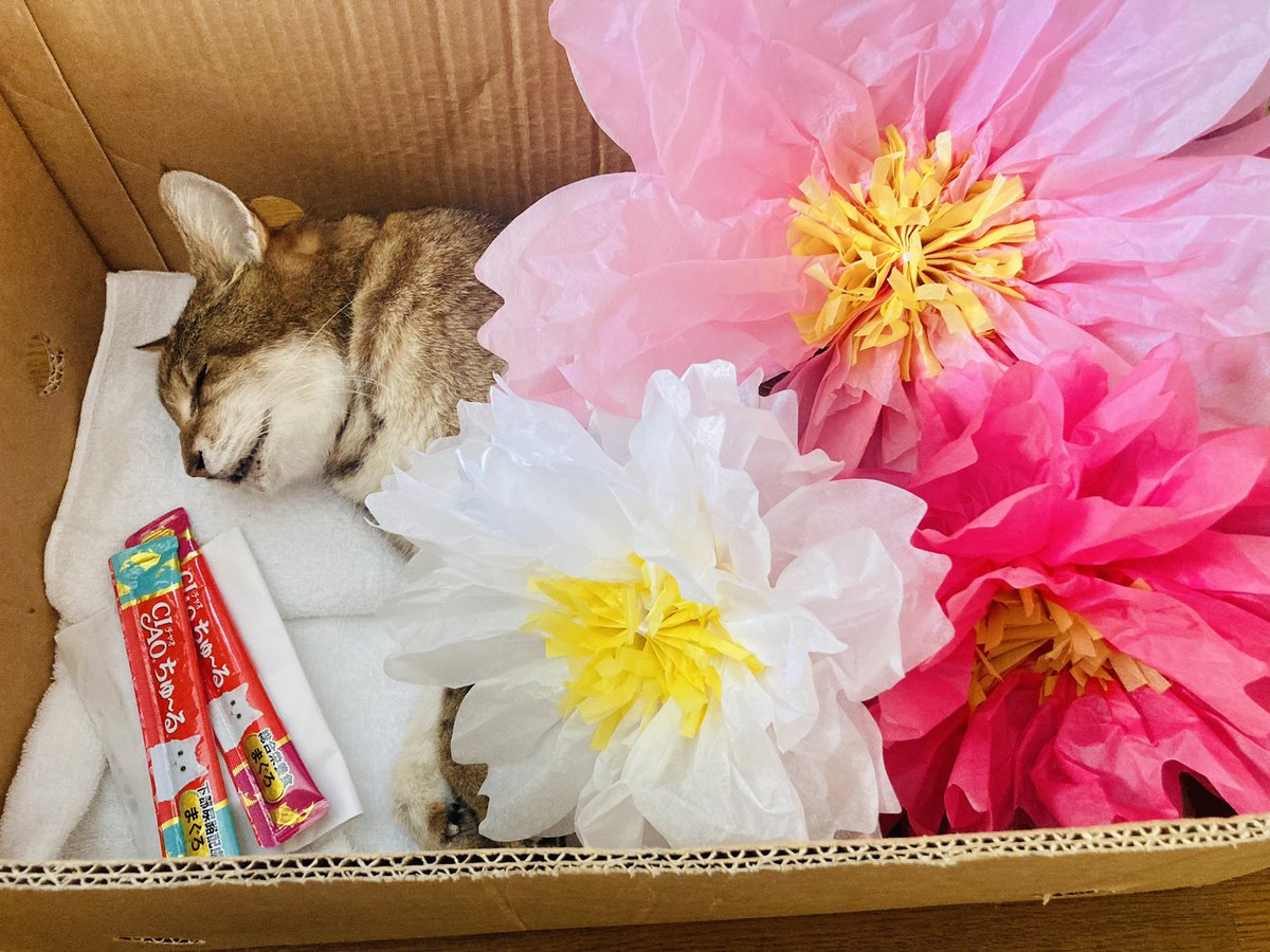 Ux1Cat's tweet photo. 4月8日午前2時、永眠しました🙏🏻
出会って15年、とらさんには結婚妊娠出産育児ずーっと支えてもらっていました。いままでありがとう。だいすきだよ❤️ https://t.co/3Kmi4T12hS