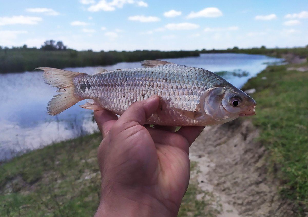 JuanmaPdP's tweet photo. Sabalito y Sábalo juvenil #Taxojueves de #Characiformes https://t.co/ikspJz8Jdy