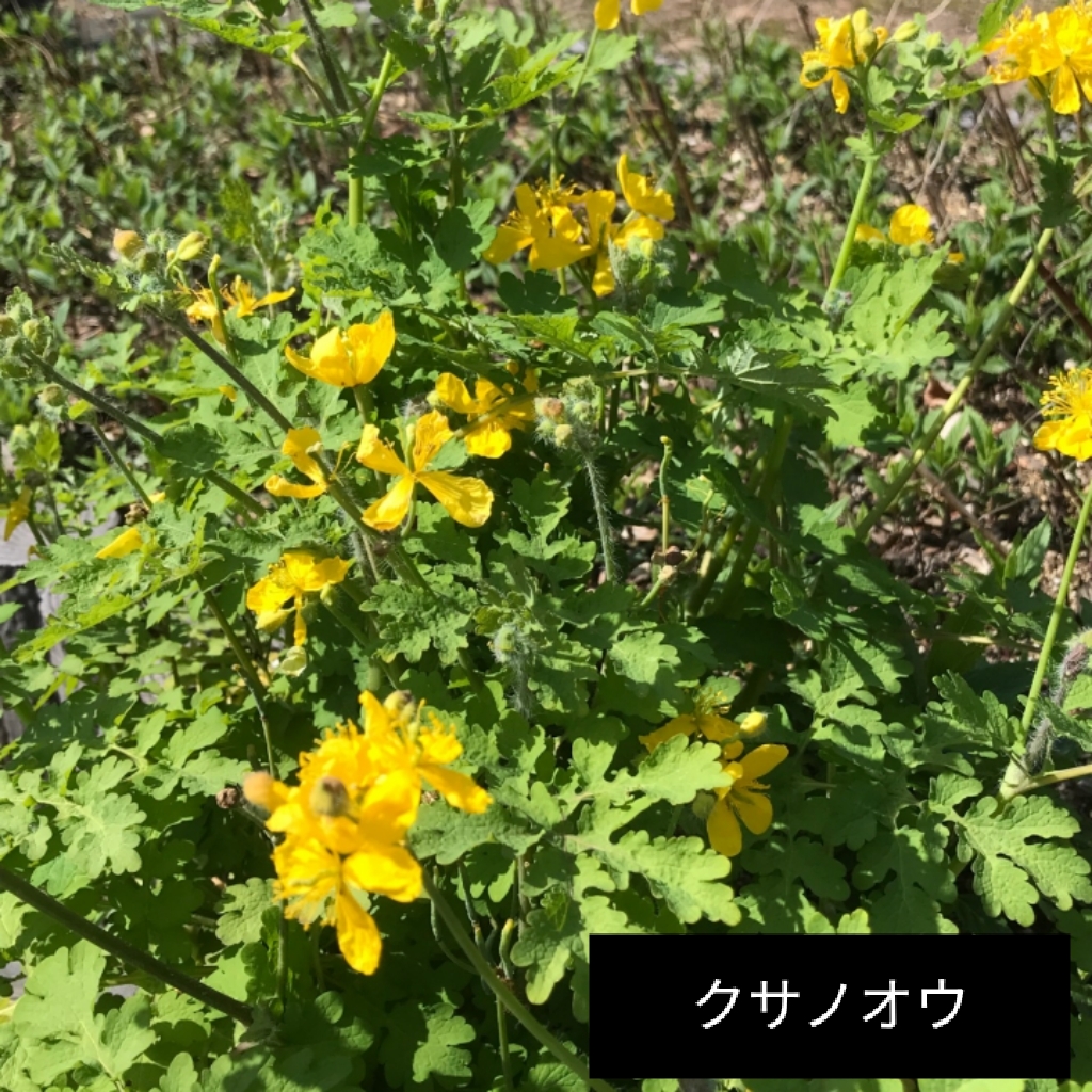 今年も、クサノオウとハナモモが同時期に花を咲かせました。特に、ハナモモは植え替え先にもかかわらず、元気に花をつけてくれました。 #京都大学 #薬学部 #薬用植物 #植物園 #ハナモモ #クサノオウ #花の写真
