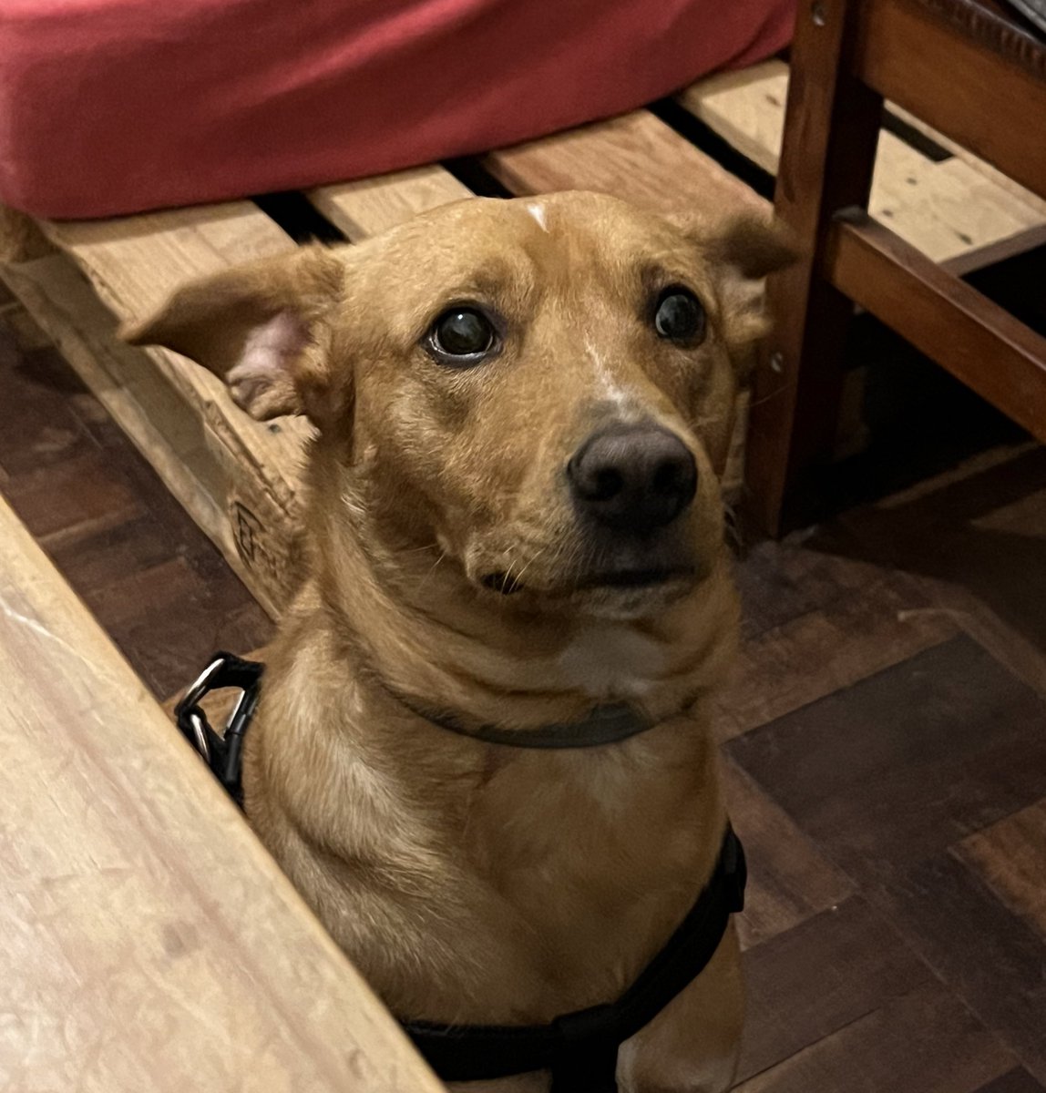 Cachorros são mt engraçados pq como assim vc é biologicamente brincalhão e amigo? Como pode q a função dele é ser amigo e brincar?