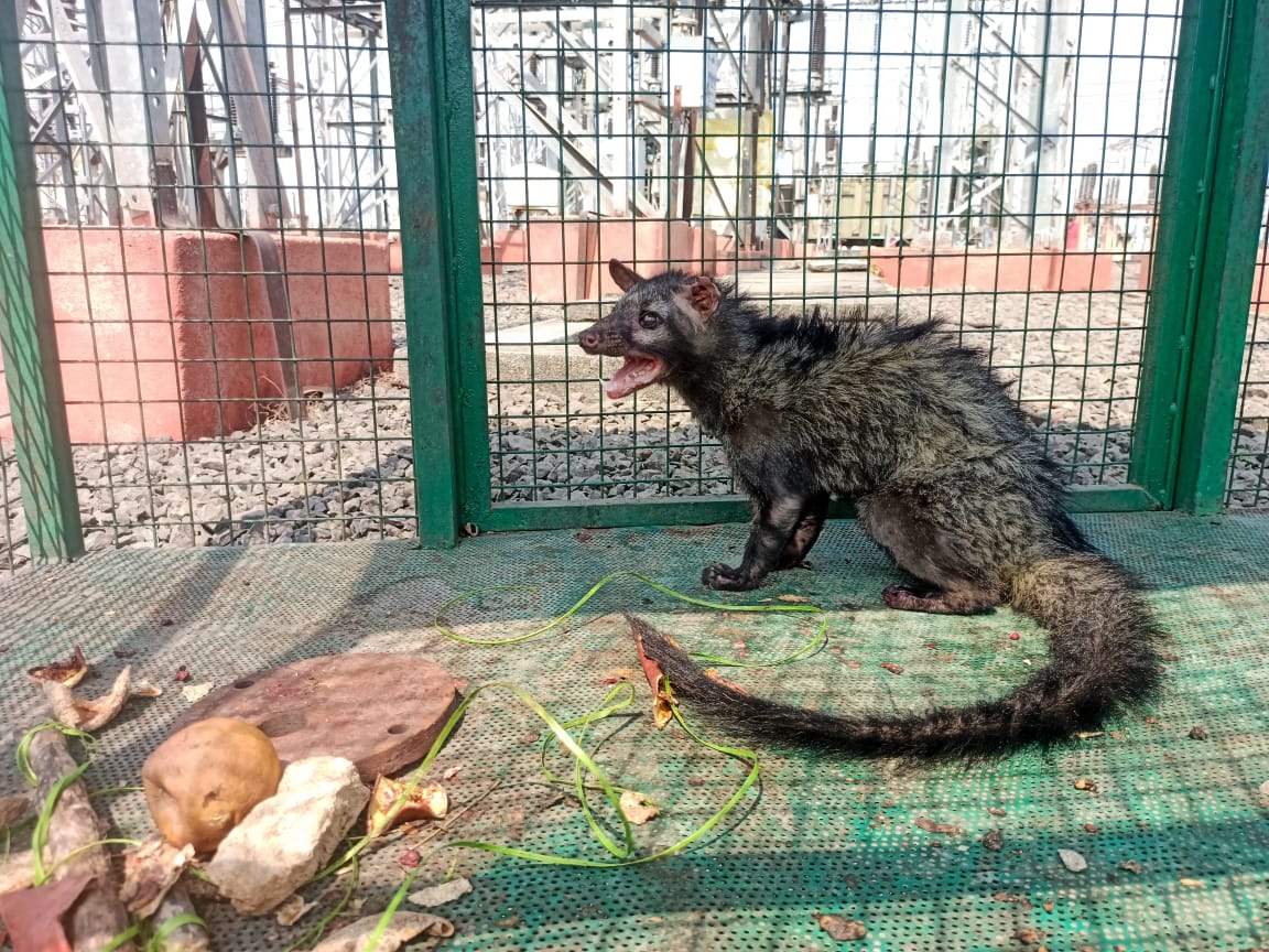 Indian #PalmCivet got caught in a #cage meant for porcupine in a sub-station of MSEDCL at Bale in #Solapurdistrict. The #forestdepartment and #Wildlife Conservation Association later released the #civetcat into its natural #habitat safely.