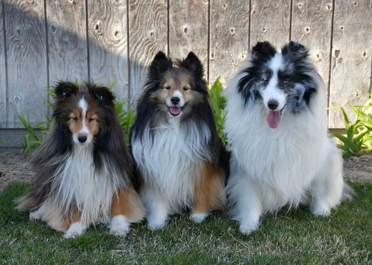 #PostAFavPic4VioletApr24 Day 11 #NationalPetDay2024 It’s a day to celebrate the love and companionship we offer our families. Give your babies something extra today. Let the treats rain!!! #pets #dogs #dogsoftwitter #dogsofx #dogmom #sheltie #cute #petlife #xdogs