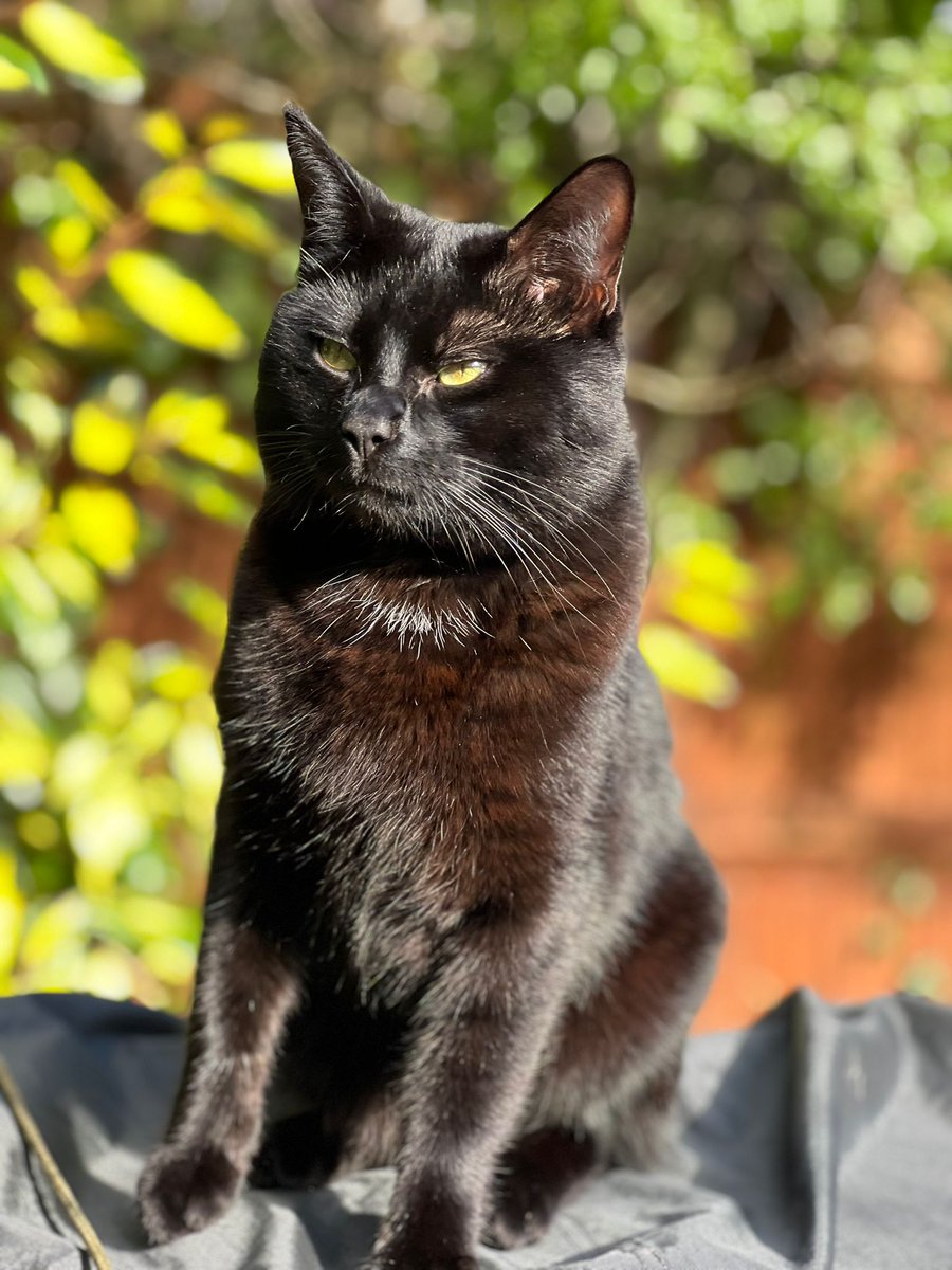 Happy #NationalPetDay2024 from The Word Hub's unofficial mascot - Merlin! 🐱🐾