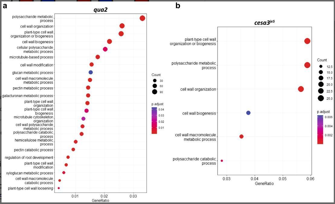 A core of cell wall proteins functions in wall integrity responses in Arabidopsis thaliana (Oyeyemi Ajayi, Ellen Zelinsky, Charles T. Anderson) buff.ly/44aeoeZ @ASPB @Wileyplantsci @SEBiology #PlantSci