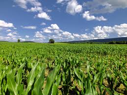 La reapertura de la negociación de la PAC, aprobada hoy por el @Europarl_ES, no resuelve los problemas del sector y hace el juego a la agroindustria. Reclamamos una PAC verde y justa que garantice el futuro de la agricultura y nuestra soberanía alimentaria verdesequo.es/lamentamos-la-…