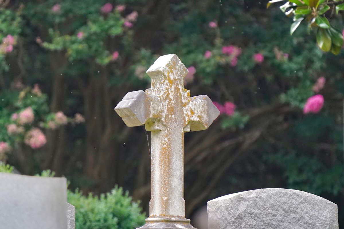 Did you know you can easily search burial records on our website? Just search by name and year to find the burial place of loved ones, ancestors, or notables. 🔗hollywoodcemetery.org/genealogy/buri… Photo: Bill Draper Photography