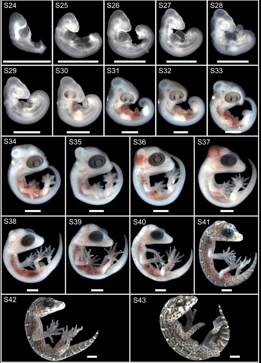 <a href="/SICB_/">SICB</a> Bonus: embryonic staging series for Hemidactylus platyurus and Hemidactylus imbricatus!