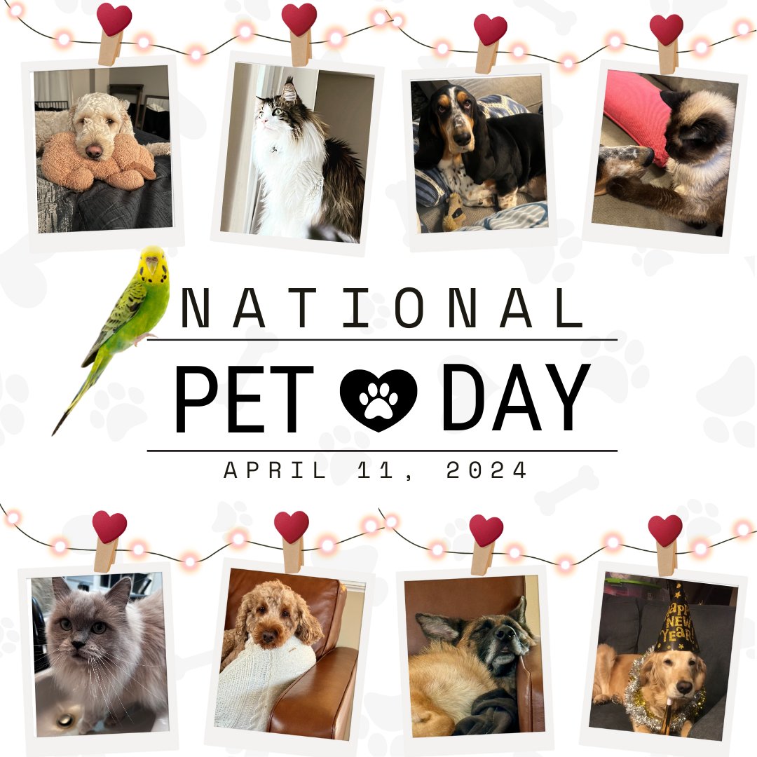 Happy #NationalPetDay! 🐾❤️ Here are some of NHTSA's four-legged friends — mostly snoozin' 💤 — waiting for their humans to DRIVE HOME SAFELY with more treats! 🦴
