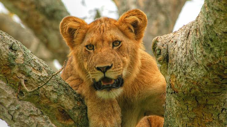 Uganda’s Parliamentary Tourism Committee has recommended for halting of approval of Shs10Bn for lion breeding, due to the low return on investment & variations in cost of Environmental Impact Assessment submitted by both Uganda Wildlife Education Centre (UWEC) that quoted Shs250M…